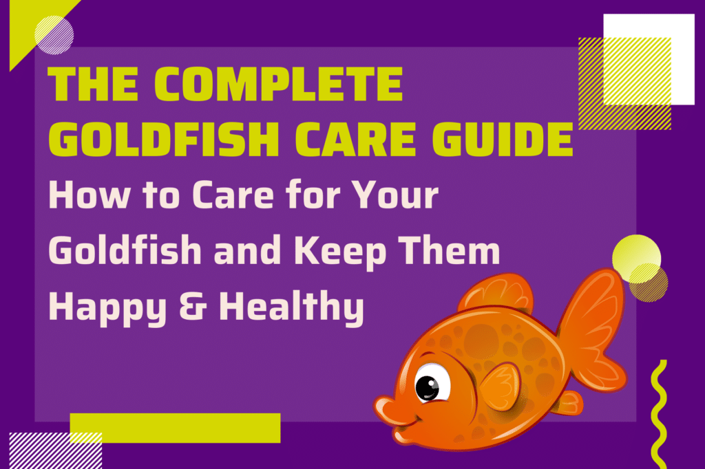 Goldfish Care Guide