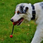 Top-10-Budget-Friendly-Pet-Products